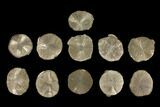 Lot: Pyrite Suns From Illinois - Pieces #92536-1